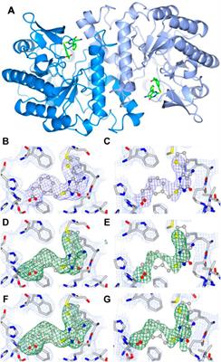 Structural Basis of Human Dimeric α-Amino-β-Carboxymuconate-ε-Semialdehyde Decarboxylase Inhibition With TES-1025